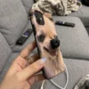 Squishy Nose Bump Phone Case